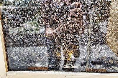 Tag des Bienenstocks 1