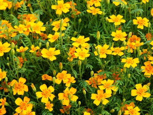 Ringelblumen