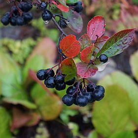 Aronia-Beere