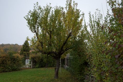 Bauschnittkuers 2019 Bild03