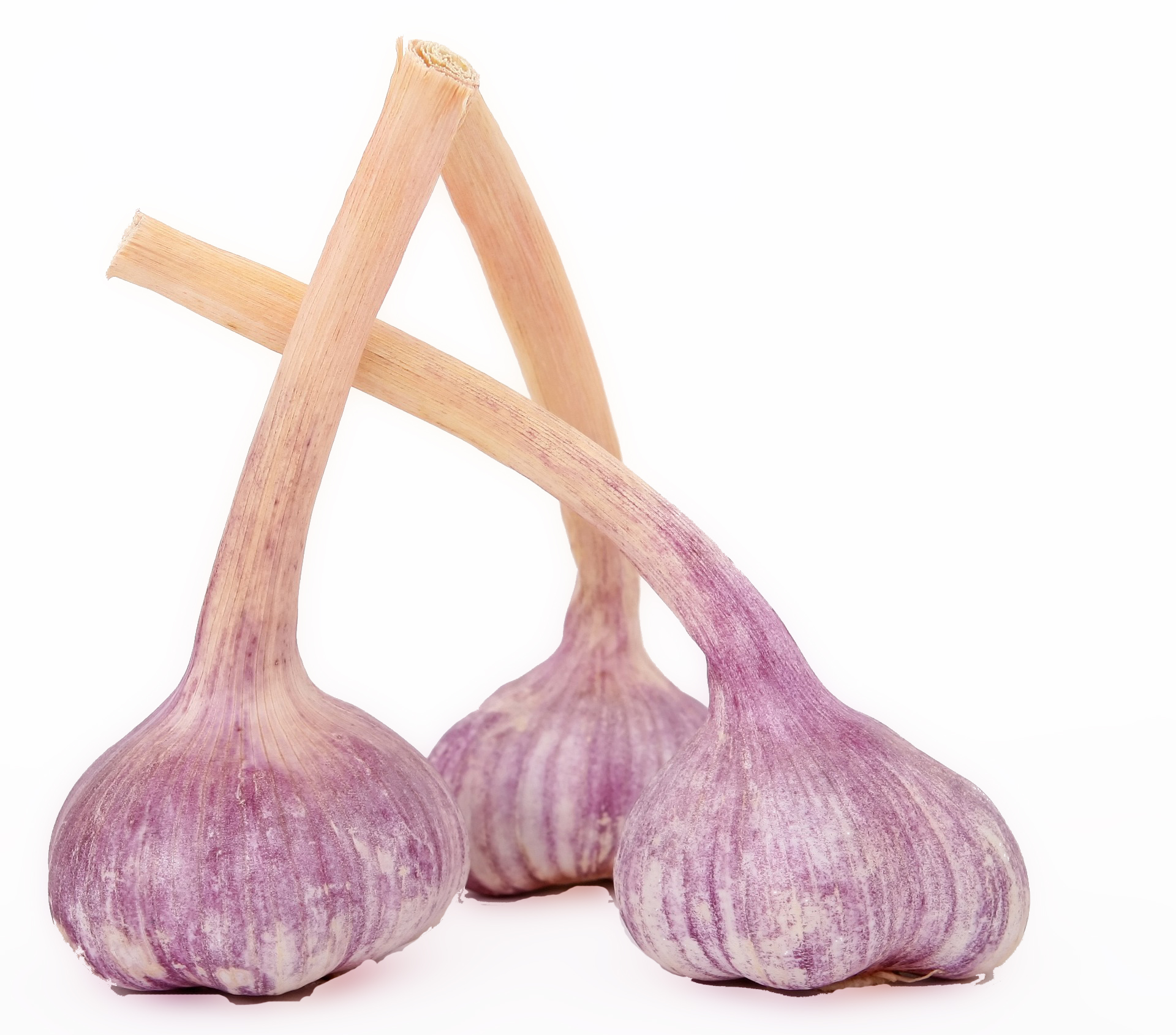 Knoblauch